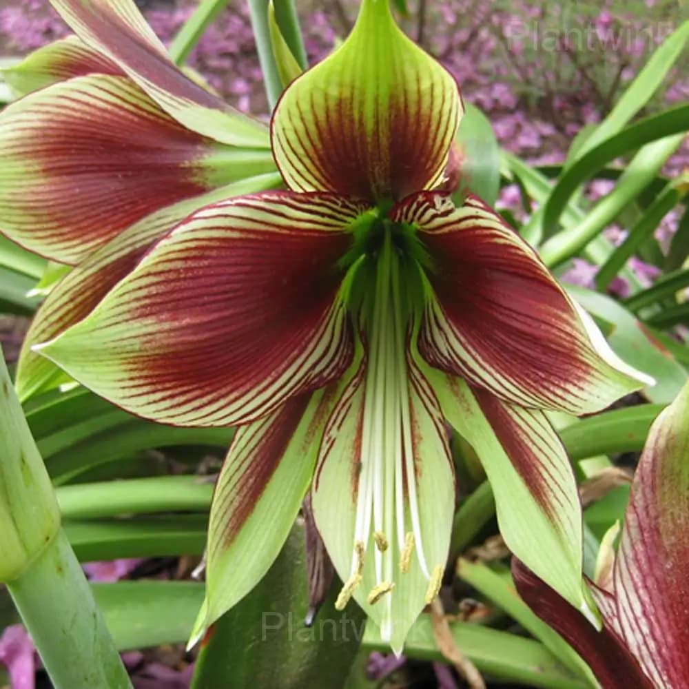 Rare Amaryllis Bulbs - View 6