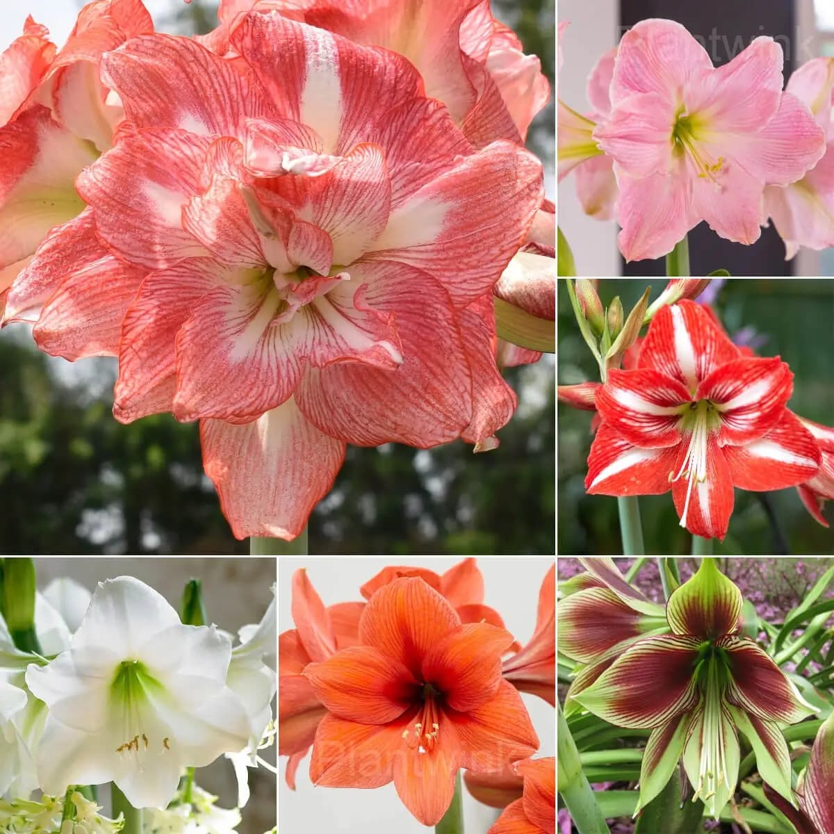 Rare Amaryllis Bulbs - Main