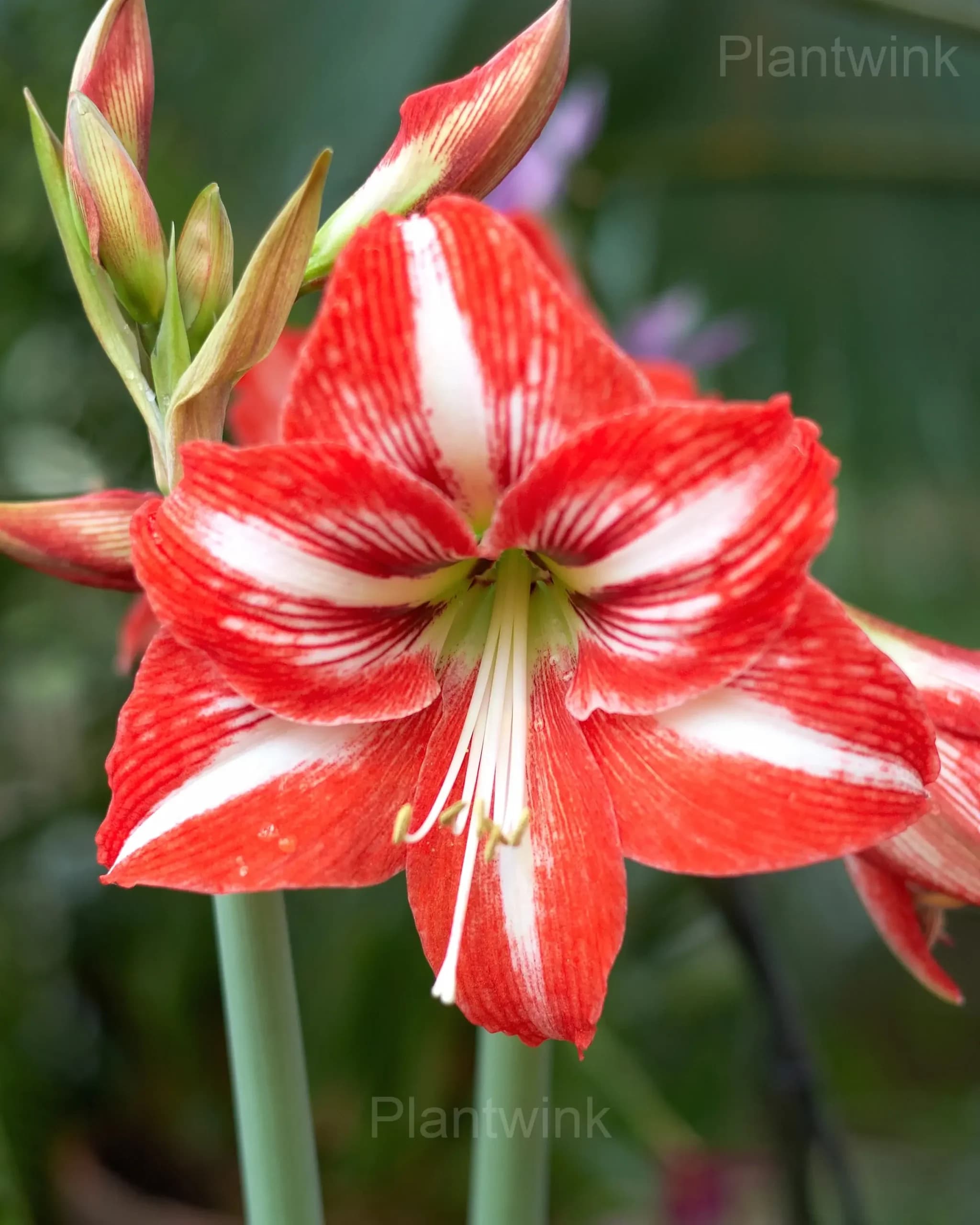 Rare Amaryllis Bulbs - Alt