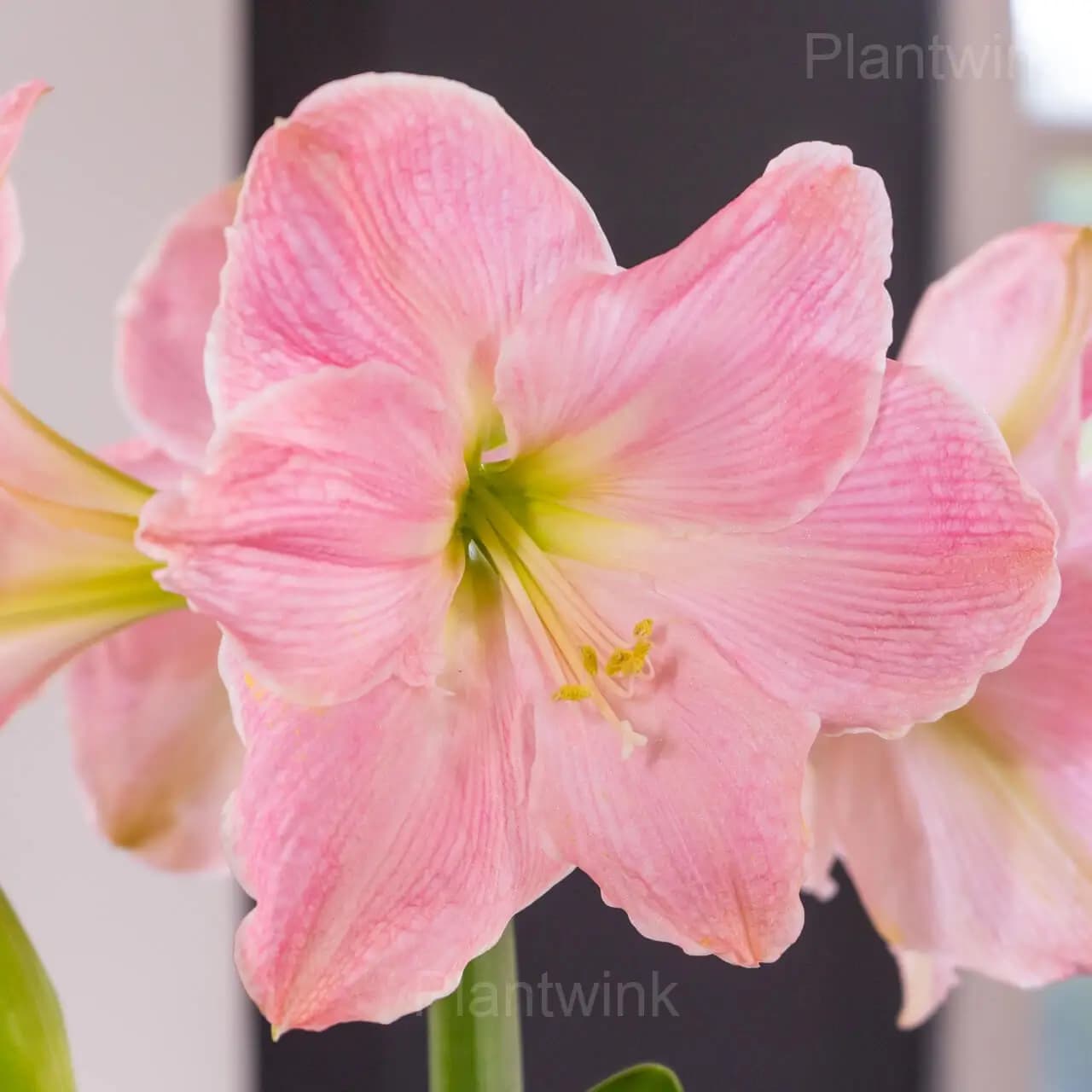 Rare Amaryllis Bulbs - View 3