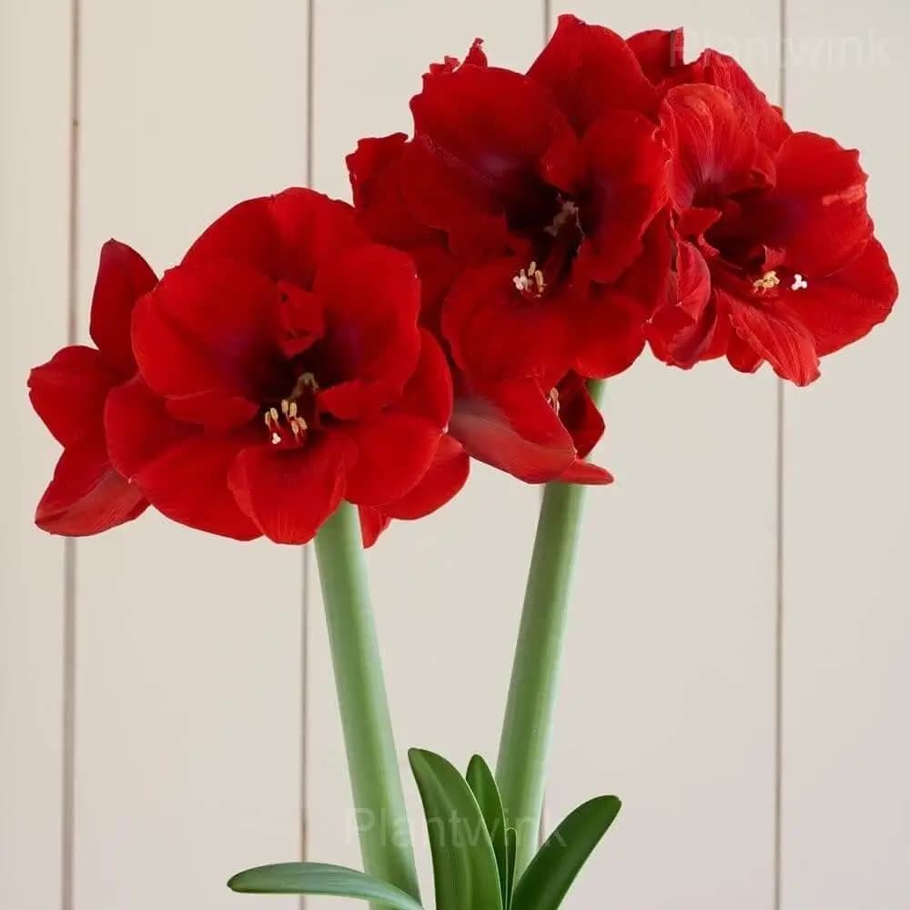 Red Pearl Amaryllis Bulbs - View 6