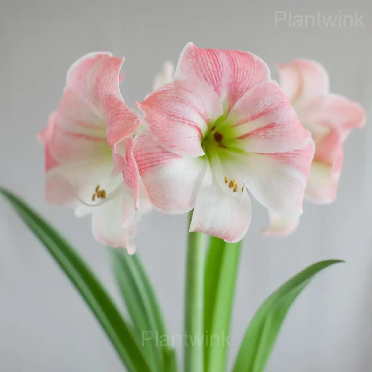 Apple Blossom Amaryllis Bulbs - View 3
