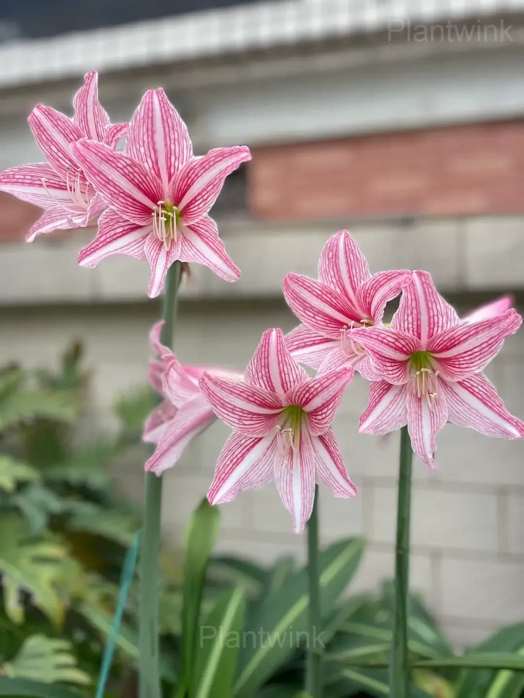 Star Lily Amaryllis Bulbs - View 3