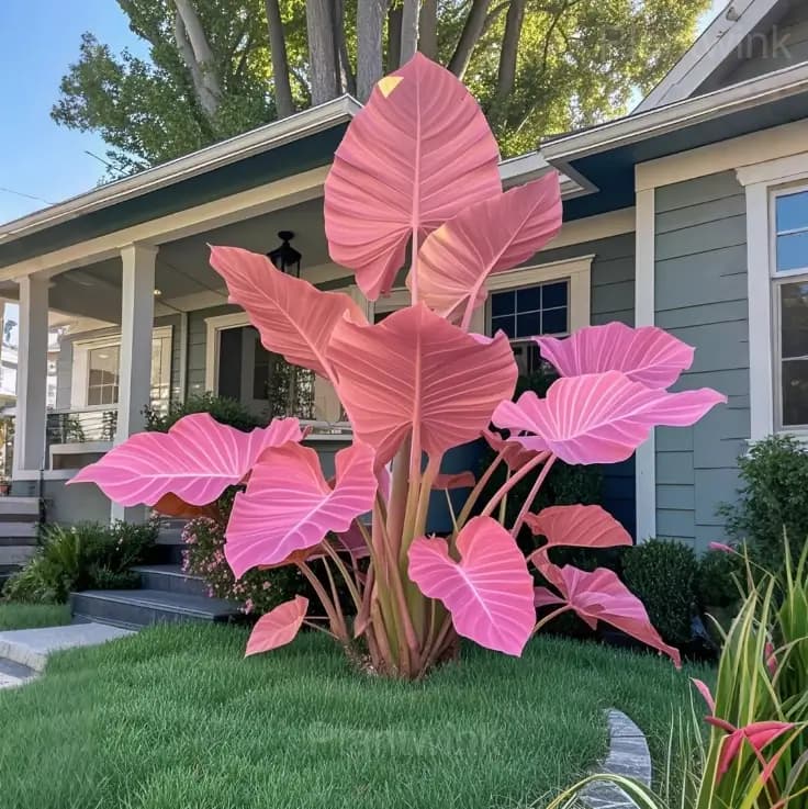 Fancy Leaf Caladium Bulbs - View 6