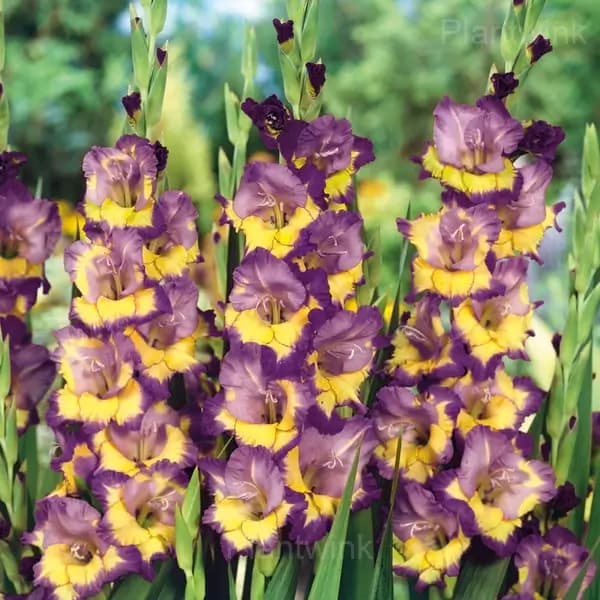 Fragrant Gladiolus Bulbs - View 6