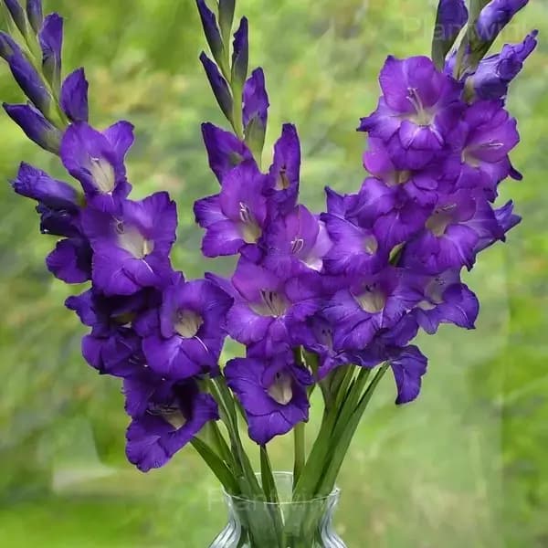 Fragrant Gladiolus Bulbs - View 7