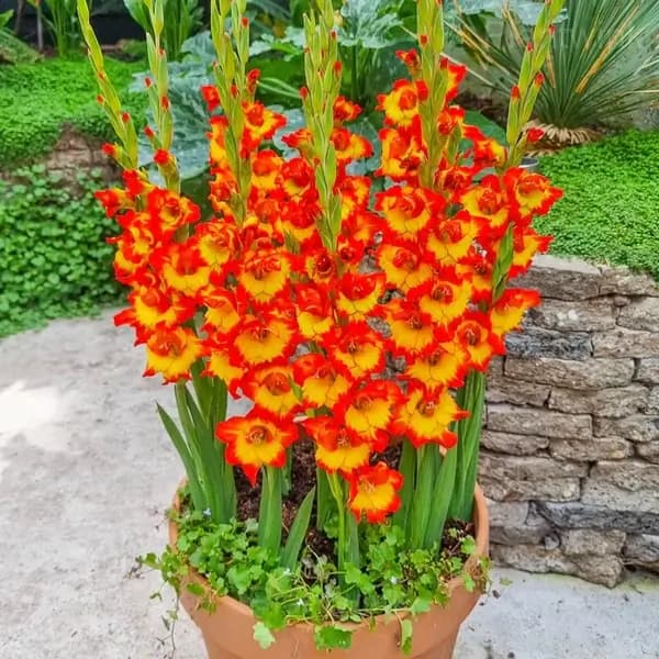 Fragrant Gladiolus Bulbs - View 8