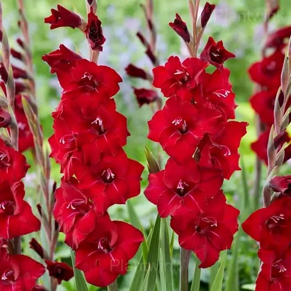 Fragrant Gladiolus Bulbs - View 9
