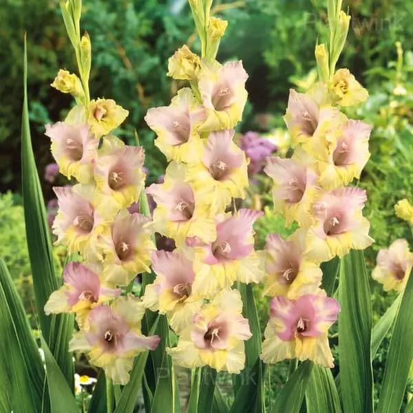 Fragrant Gladiolus Bulbs - Alt