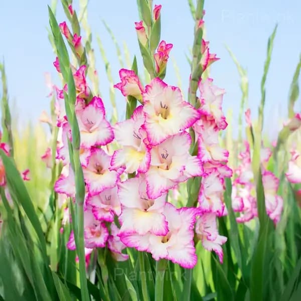 Fragrant Gladiolus Bulbs - Main