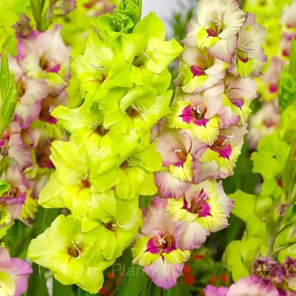 Fragrant Gladiolus Bulbs - View 3