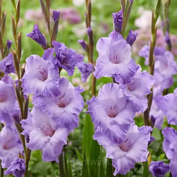 Fragrant Gladiolus Bulbs - View 4