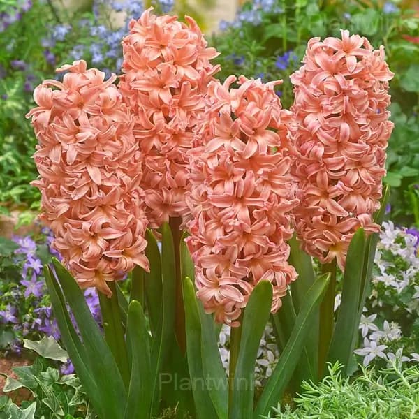 Hyacinth Bulbs - Alt