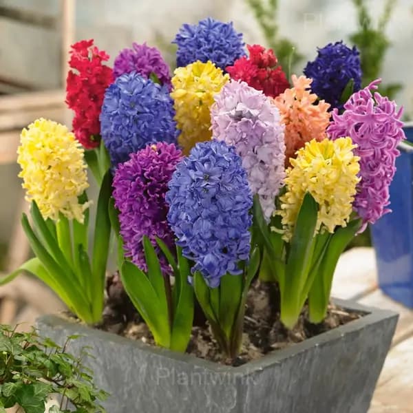 Hyacinth Bulbs - Main