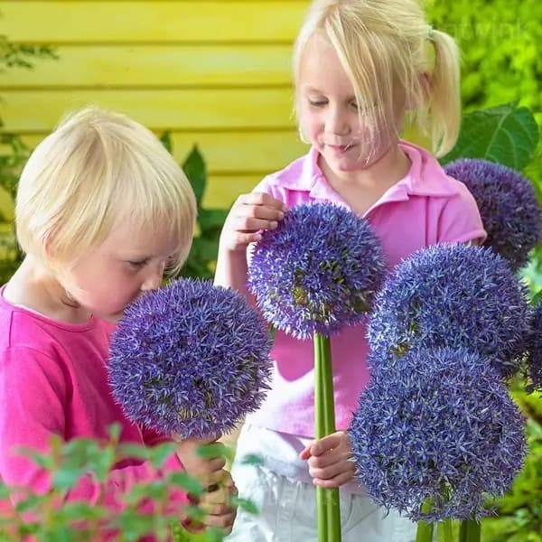 Allium Bulbs - Main
