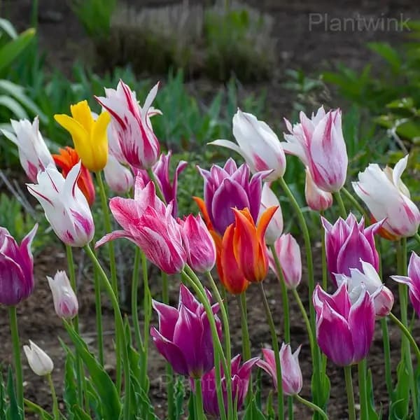 Lily Flowering Mix Bulbs - Alt