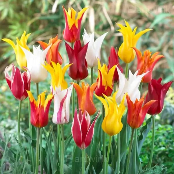 Lily Flowering Mix Bulbs - Main
