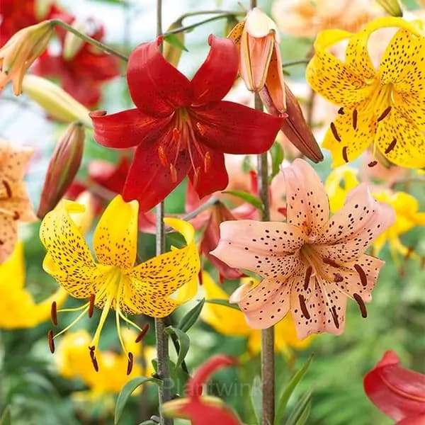 Lilium Double Tiger Bulbs - Main
