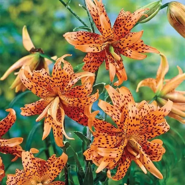 Lilium Double Tiger Bulbs - View 3