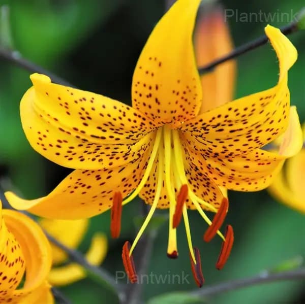 Lilium Double Tiger Bulbs - Alt
