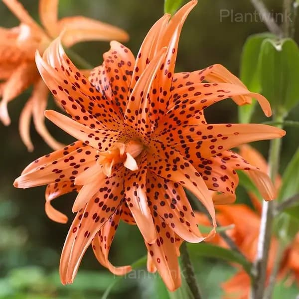 Lilium Double Tiger Bulbs - View 7