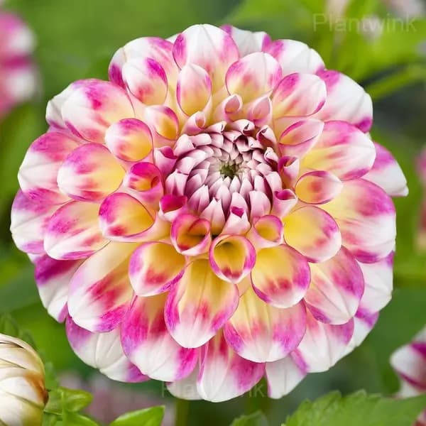 Dahlia Bulbs - Main