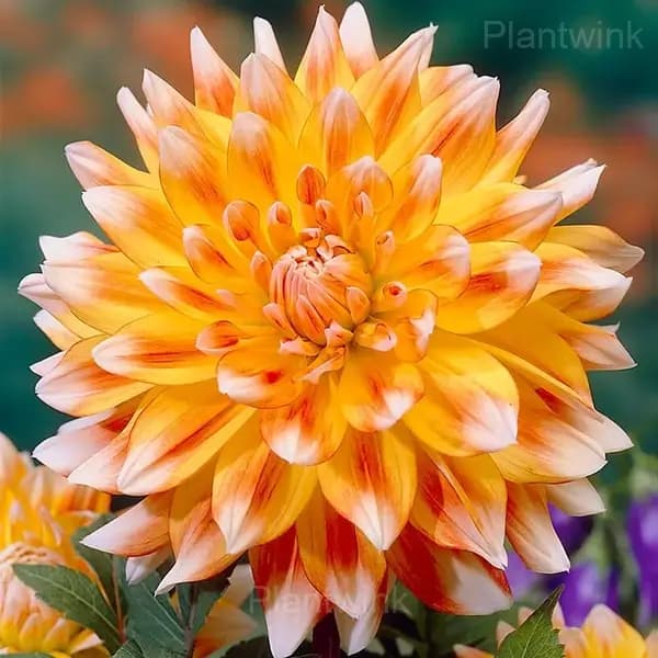 Dahlia Bulbs - Alt