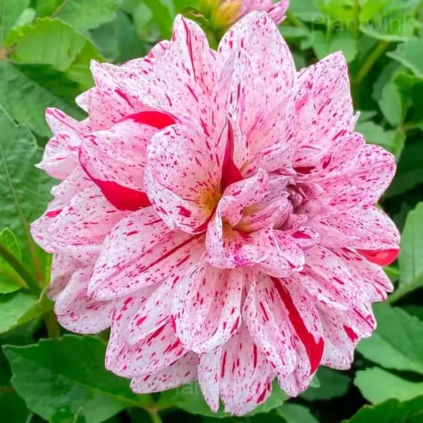 Dahlia Bulbs - View 4