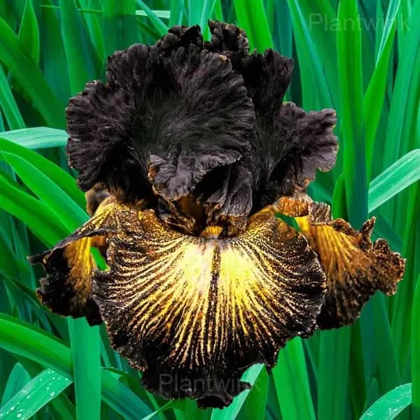 Iris Bulbs - Main