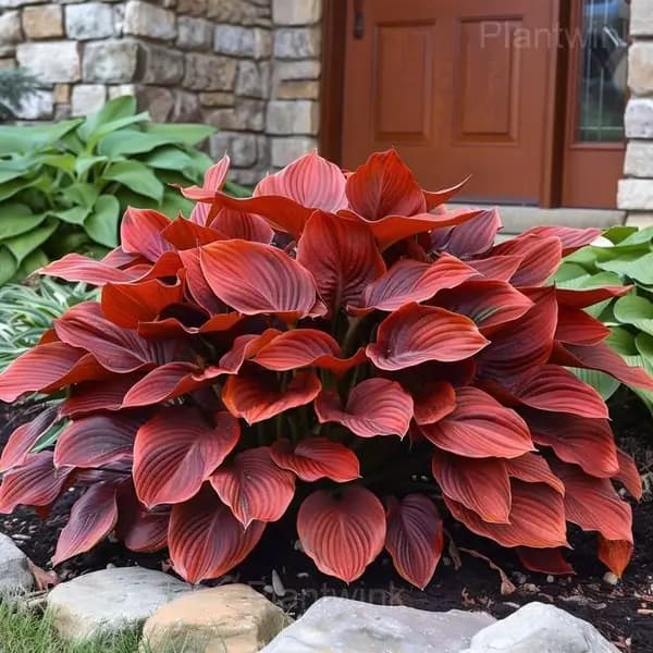 Ornamental Hosta Bulbs - Alt