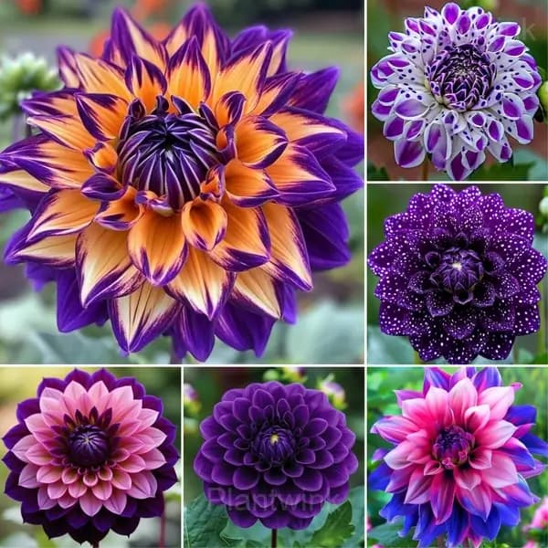 Rare Purple Dahlia Mix Bulbs - Main