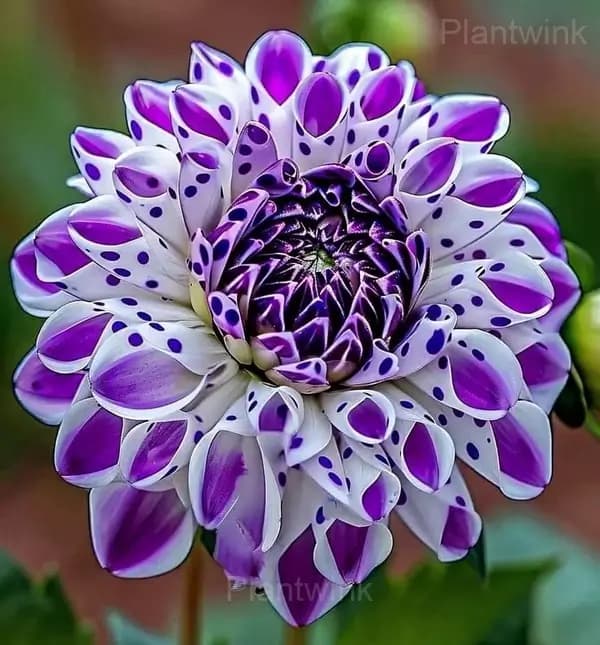 Rare Purple Dahlia Mix Bulbs - View 8