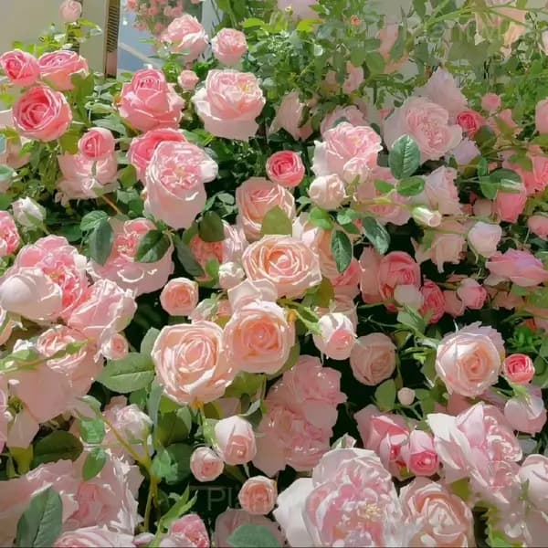 Romantic Climbing Rose Seeds - Alt