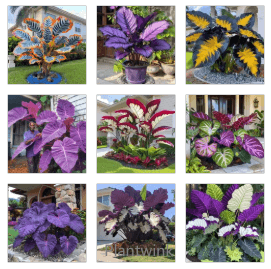 Giant Caladium Seeds-Mixed - Main