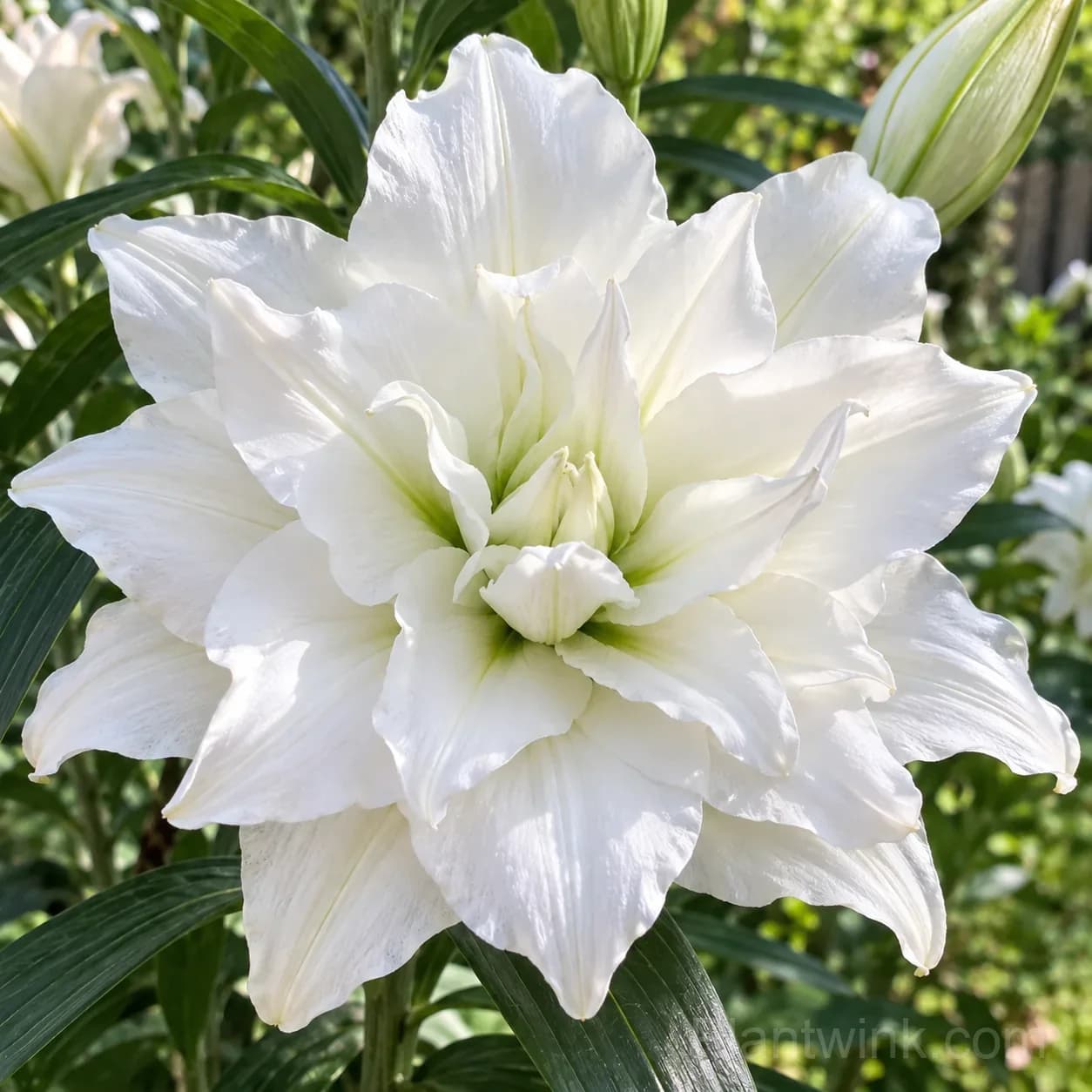 Rare Double Lily Bulbs – 6 Stunning Varieties in One Beautiful Collection - View 4