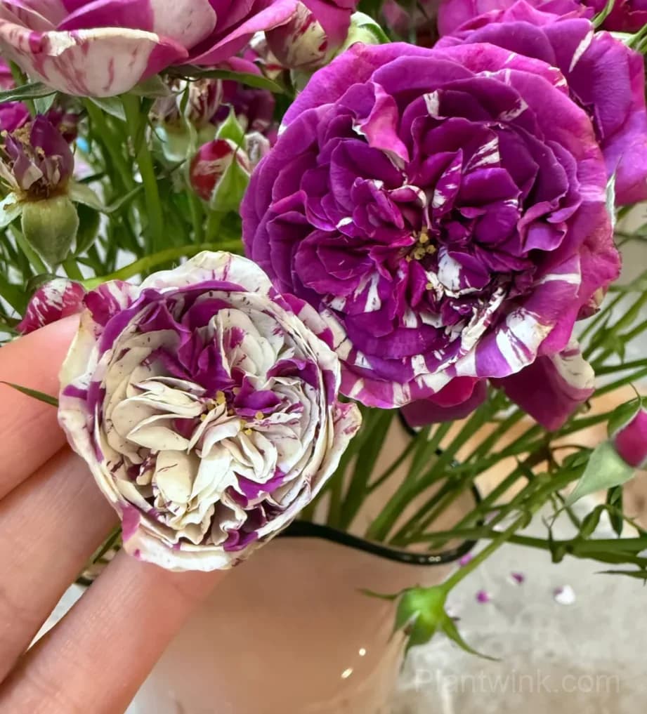 Scented Jewel Rose Seeds - Rare Purple & White Striped Miniature Rose, Strong Fragrant Patio Plant - Alt