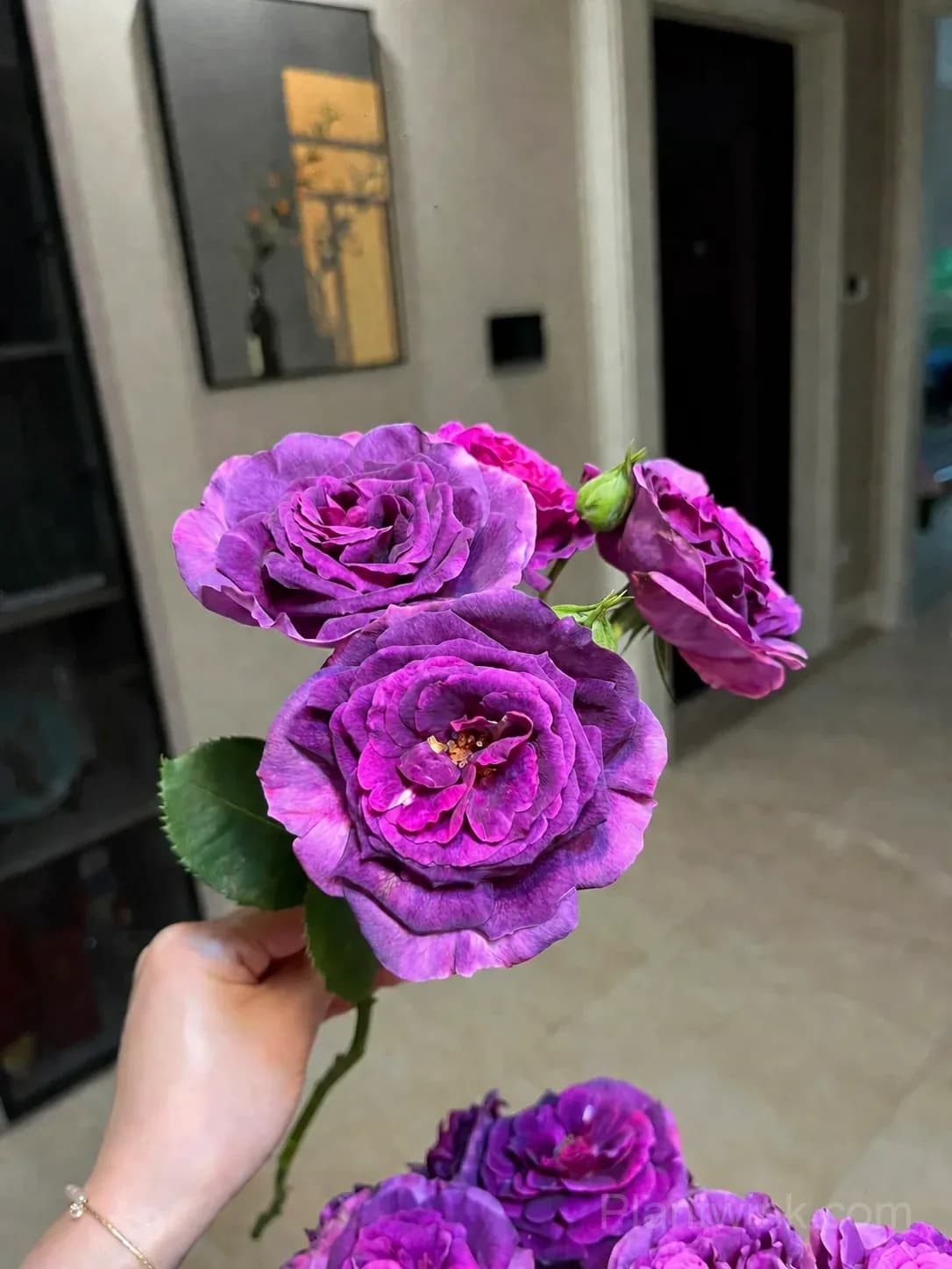 Purple Magenta Rose Seeds – Large Double Blooms, Easy to Grow - View 6