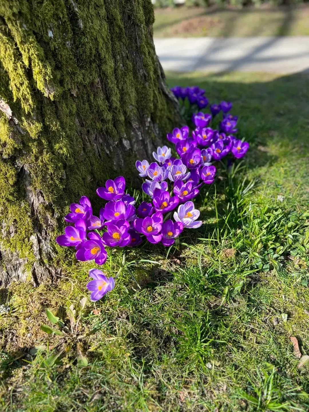 Crocus Bulbs – Colorful Spring Flowers for Garden, Pots & Landscaping - View 4