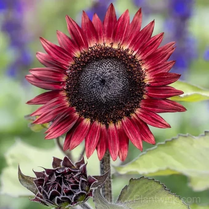 Hongyun Sunflower Seeds – Stunning Multicolor Blooms, Easy to Grow & High Germination - View 2