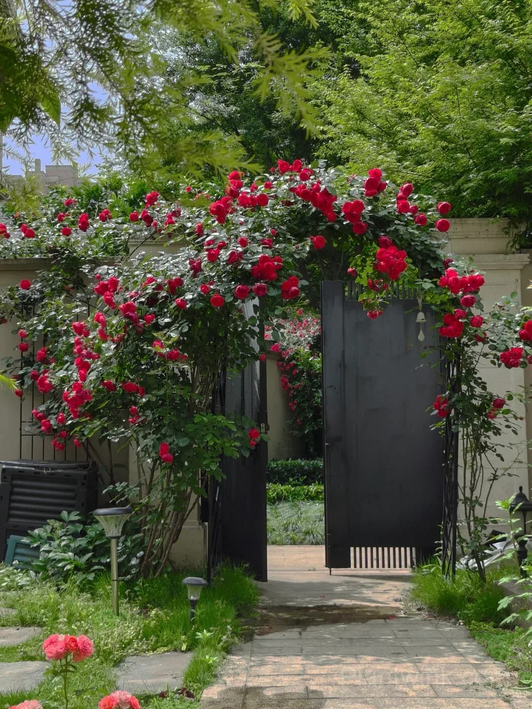 Florentina Rose Seeds – Climbing Red Roses for Garden, Trellis & Home Growing - View 5
