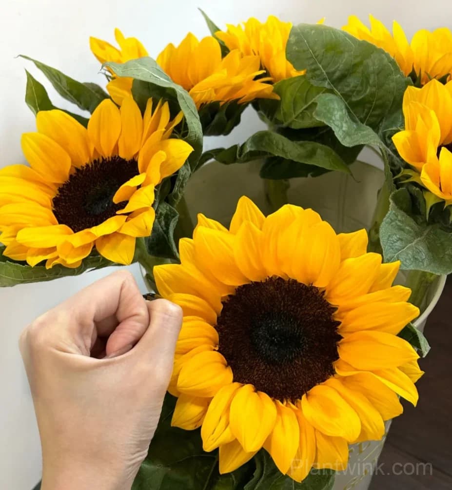 Black Center Sunflower Seeds – Giant Yellow Blooms, Easy to Grow & High Germination - Alt
