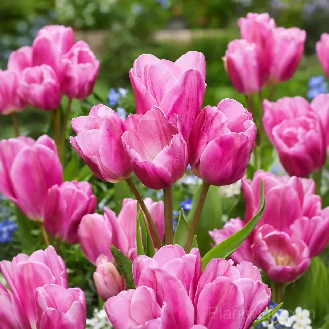 Premium Pink Tulip Bulbs – Dutch Spring Flower Bulbs for Planting & Garden - View 3