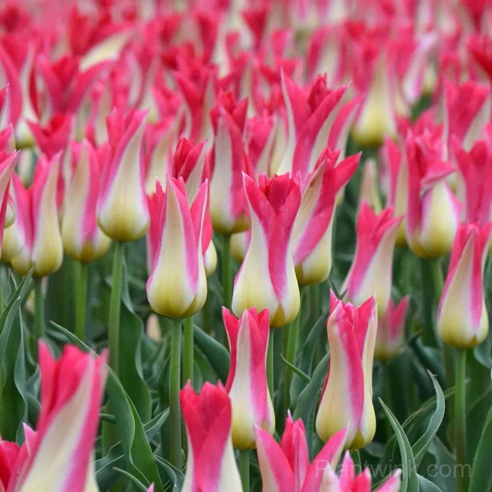 Marilyn Tulip Bulbs, Pink & White Lily-Flowered Tulips for Garden & Patio - Alt