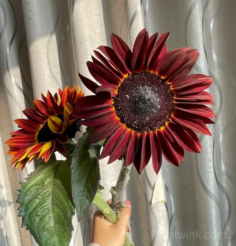 Painted Sunflower Seeds – Multicolor Blooms, Easy to Grow & High Germination - Alt