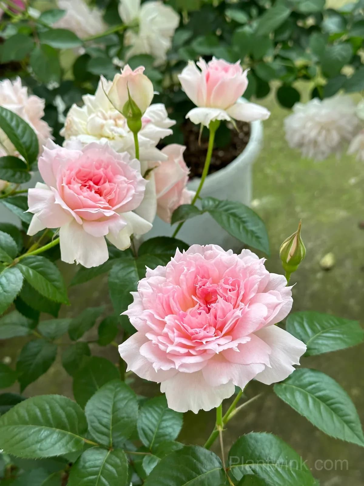 Pink & White Frilled Rose Seeds – Ruffled Double Blooms, Easy to Grow - Main