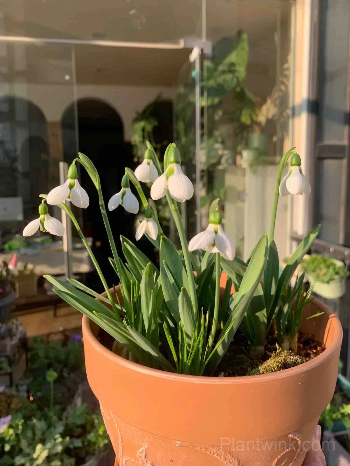Snowdrop Bulbs (Galanthus) – Hardy White Spring Flowers for Garden, Pots & Landscaping - Alt