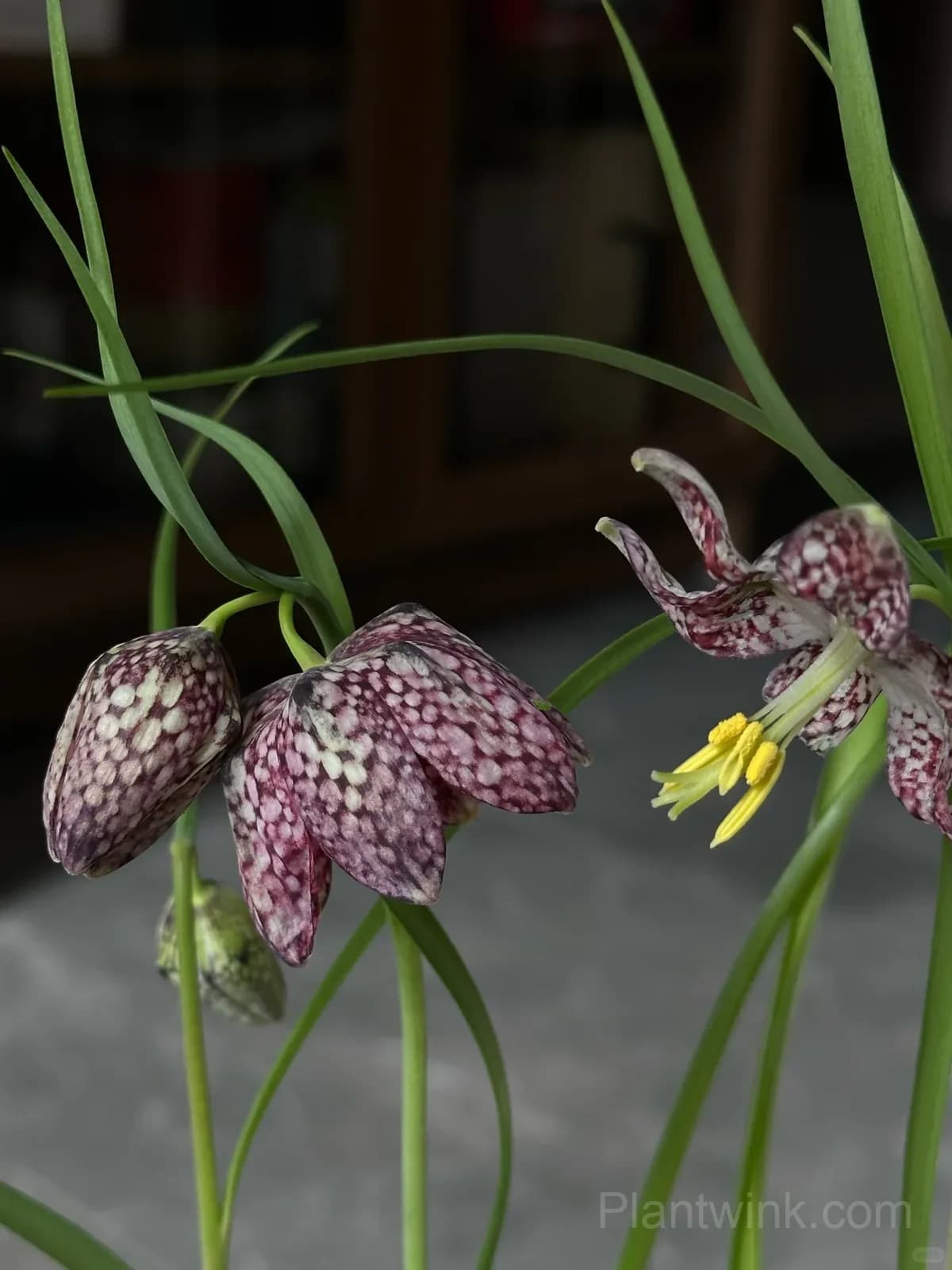 Fritillaria Meleagris Bulbs – Unique Checkered Spring Flowers for Gardens, Containers & Naturalizing - View 6