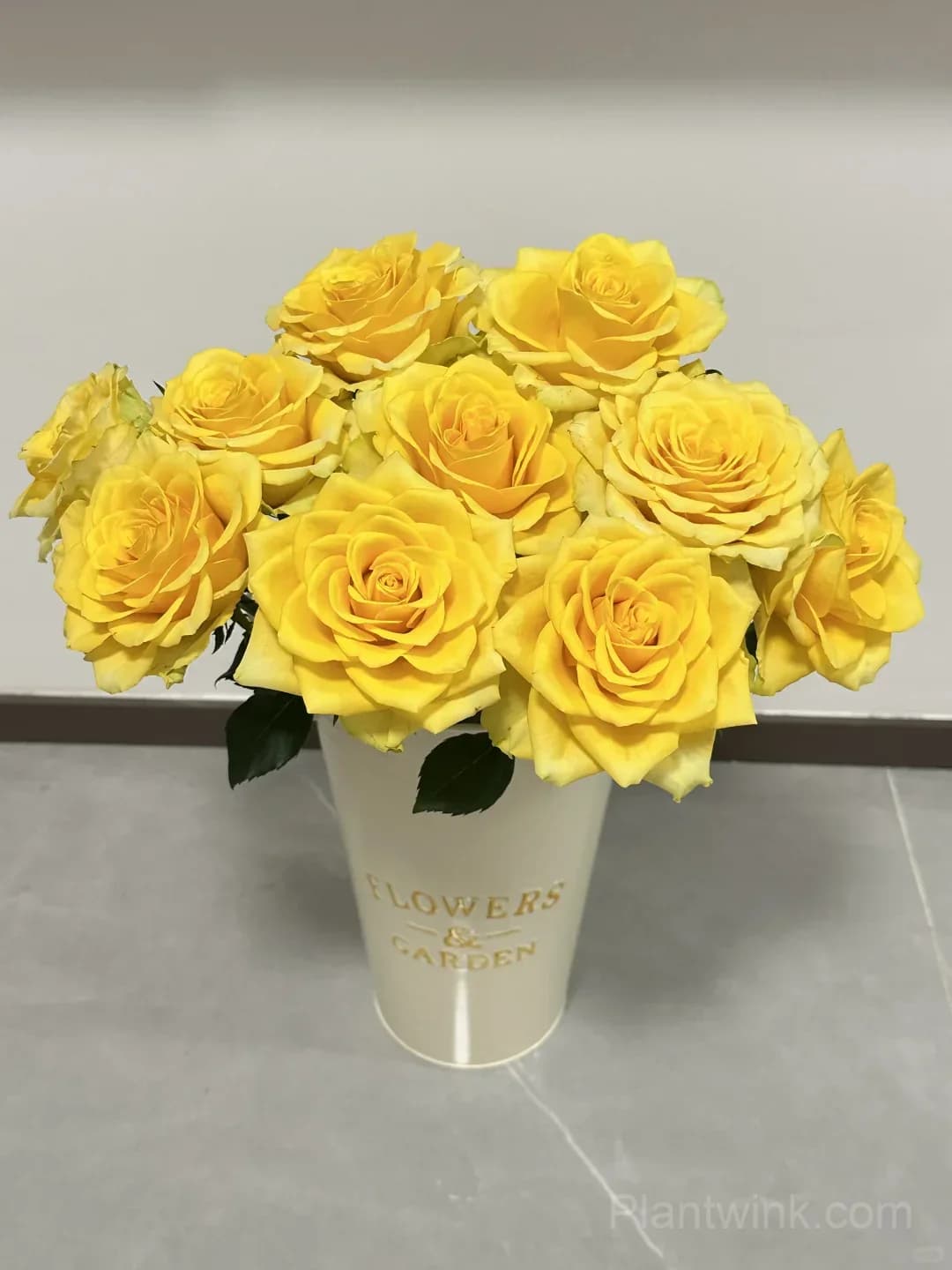 Gold Fury Rose Seeds - Bright Golden Yellow Floribunda Cut Flower, Disease Resistant Garden Plant - View 3