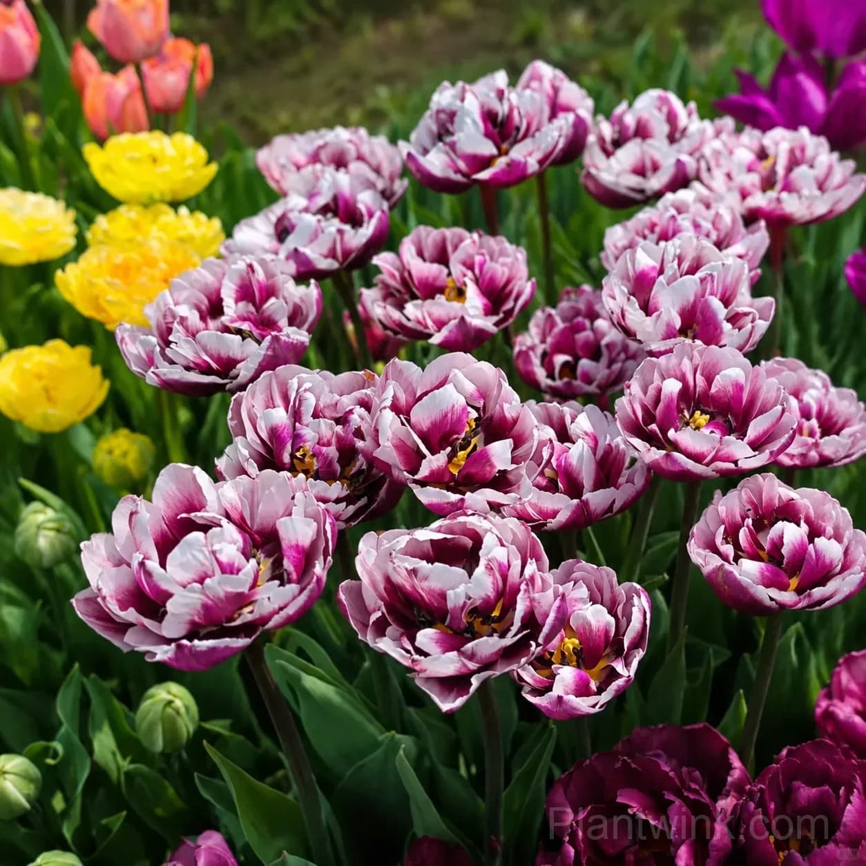 Purple & White Double Tulip Bulbs – Elegant Spring Blooms for Garden & Home - View 4