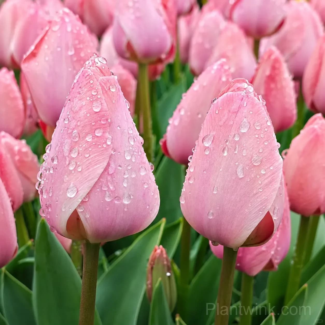 Pink Tulip Bulbs, Easy-Growing Spring Flowers for Garden & Containers - Main